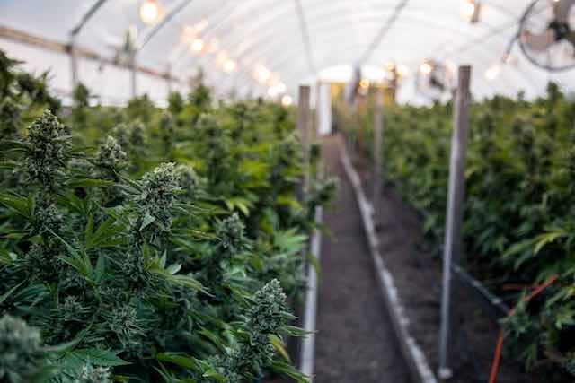 Growdiaries Exposes Emails, Passwords Of 1.4m Cannabis Growers