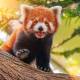 Firefox Patches Critical Mystery Bug, Also Impacting Google Chrome