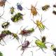 Record Levels Of Software Bugs Plague Short Staffed It Teams In