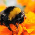 Bumblebee Opens Exchange Servers In Xhunt Spy Campaign