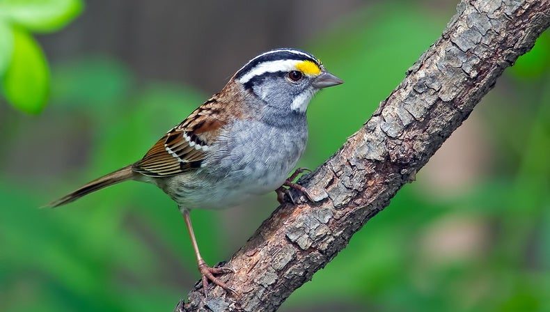 Mysterious Silver Sparrow Malware Found Nesting On 30k Macs