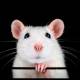 nanocore rat scurries past email defenses with .zipx tactic