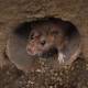 spy operations target vietnam with sophisticated rat