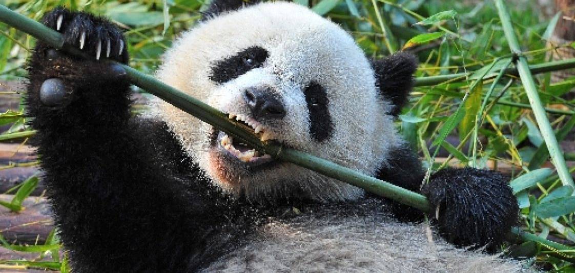 new crypto stealer ‘panda’ spread via discord
