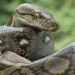 cryptominers slither into python projects in supply chain campaign