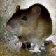 biopass rat uses live streaming steal victims’ data
