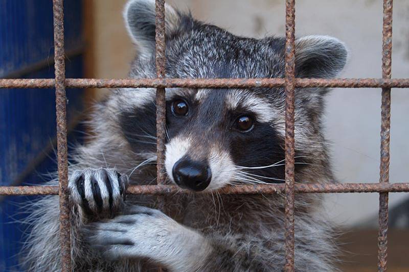 raccoon stealer bundles malware, propagates via google seo