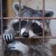 raccoon stealer bundles malware, propagates via google seo