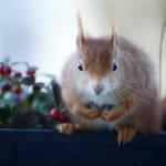squirrel bug lets attackers execute code in games, cloud services