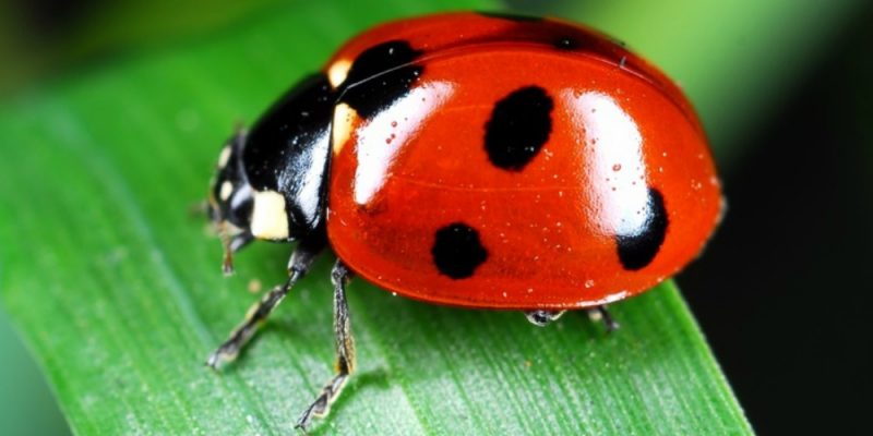 imunify360 bug leaves linux web servers open to code execution,