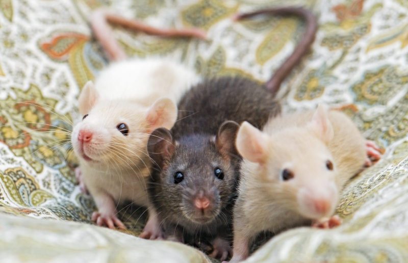 amazon, azure clouds host rat ty trio in infostealing campaign