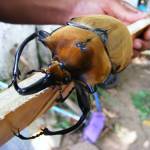 ‘elephant beetle’ lurks for months in networks