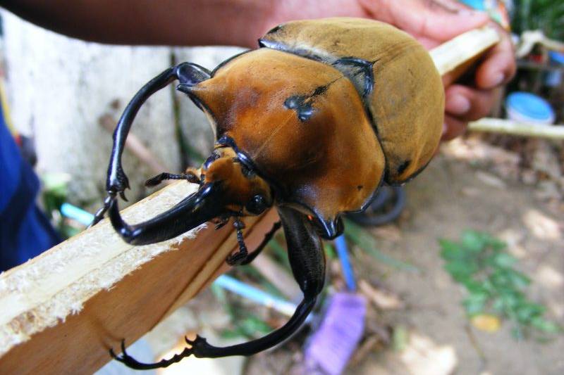 ‘elephant beetle’ lurks for months in networks
