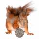 squirrelwaffle adds a twist of fraud to exchange server malspamming