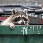 raccoon stealer crawls into telegram