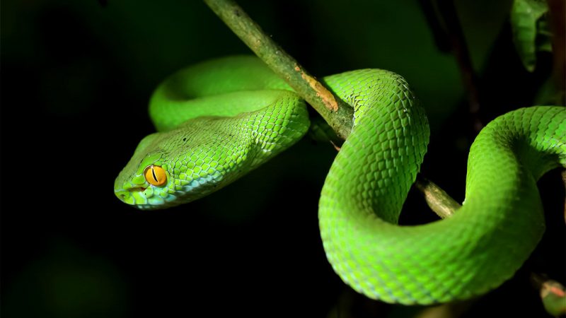 serpent backdoor slithers into orgs using chocolatey installer