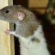 low rent rat worries researchers