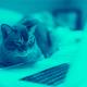 new toddycat hacker group on experts' radar after targeting ms